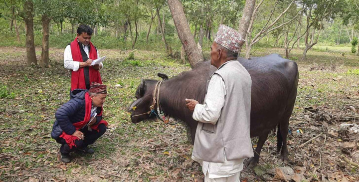 इटहरीमा भैँसी प्रतियोगिता - चन्द्रबहादुरको भैँसी प्रथम