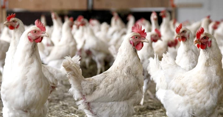 एक महिनामा फ्रान्समा छ लाख बढी पन्छी मारियो