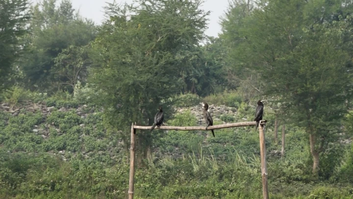 कोशी टप्पुमा चराको संख्या वर्षेनी घट्दै, बासस्थानको खोजीमा चरा भारत पलायन हुँदै