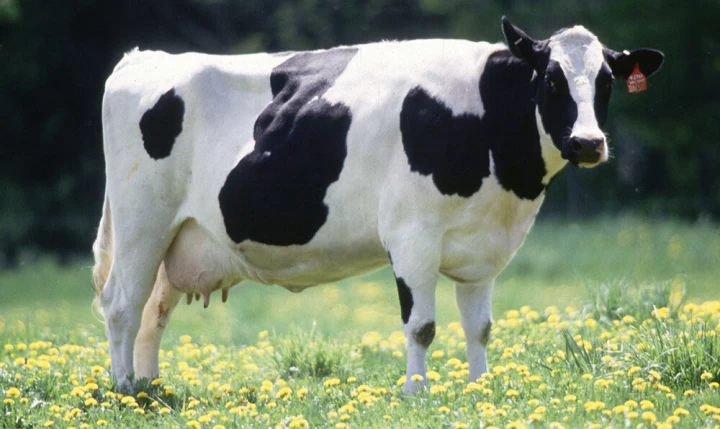 युरोपेका सुपरमार्केटमा गाईको मासुमा प्रतिबन्ध