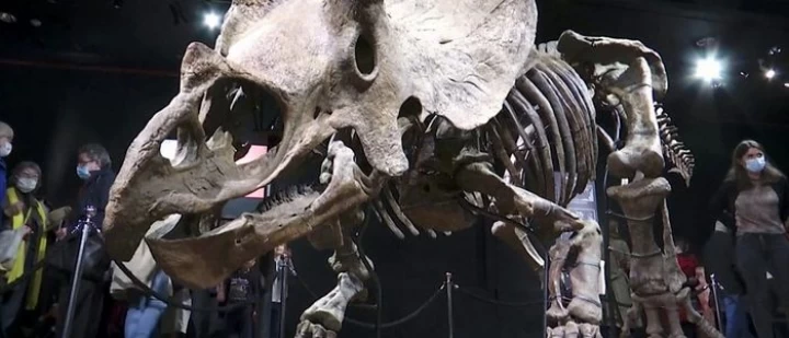 अमेरिकामा फेला परेको ट्राइसेराटप्स डाइनसोरको अस्थिपञ्जर ७७ लाख डलरमा विक्री