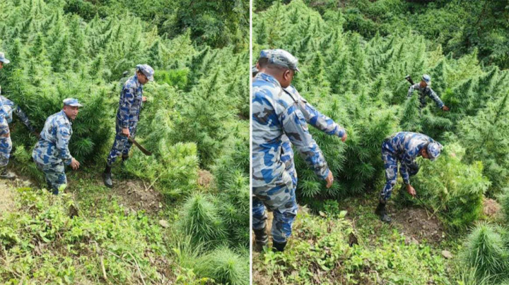 धनकुटामा २६ रोपनीमा लगाइएको गाँजा नष्ट