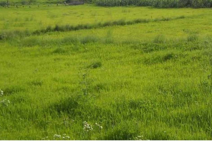 आधा घट्यो घरजग्गा कारोबार