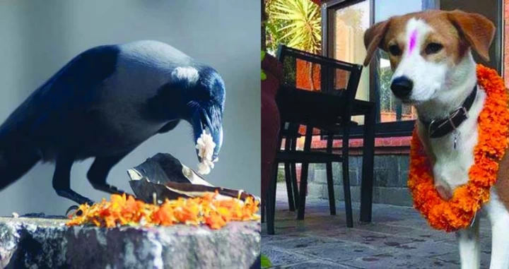 यमपञ्चकको आज दोस्रो दिन, काग र कुकुर तिहार मनाइँदै