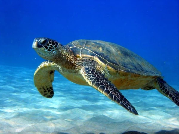 विषालु कछुवाको मासु खाँदा सात जनाको मृत्यु