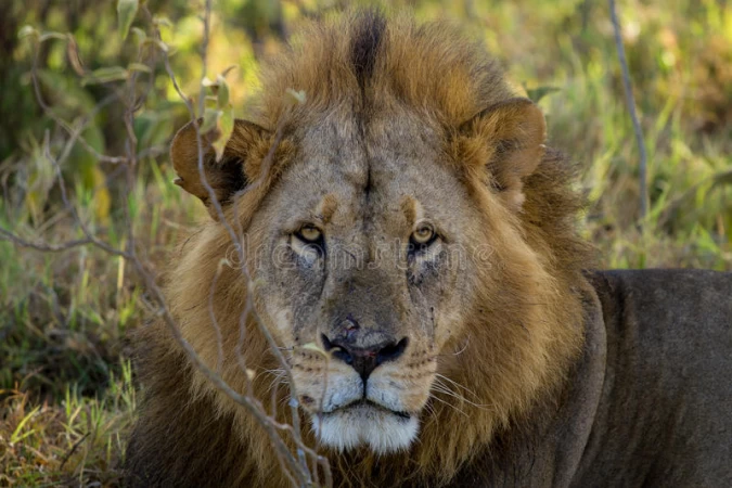 दक्षिण अफ्रिकाको चिडियाघरमा सिंहलाई कोरोना संक्रमण