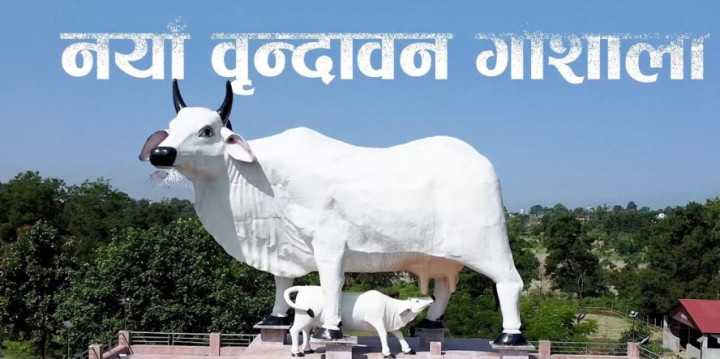 सुन्दरहरैंचामा चैत ११ गते गाईको विशाल प्रतिमाको अनावरण गरिँदै (भिडियो)
