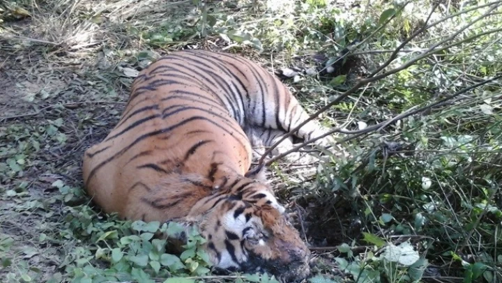 चितवन राष्ट्रिय निकुञ्जमा बाघ र गैंडा मृत फेला