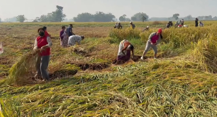 एमाले इटहरीले किसानको धान काट्न गर्यो श्रमदान, खेतमै गर्यो खबरदारी सभा