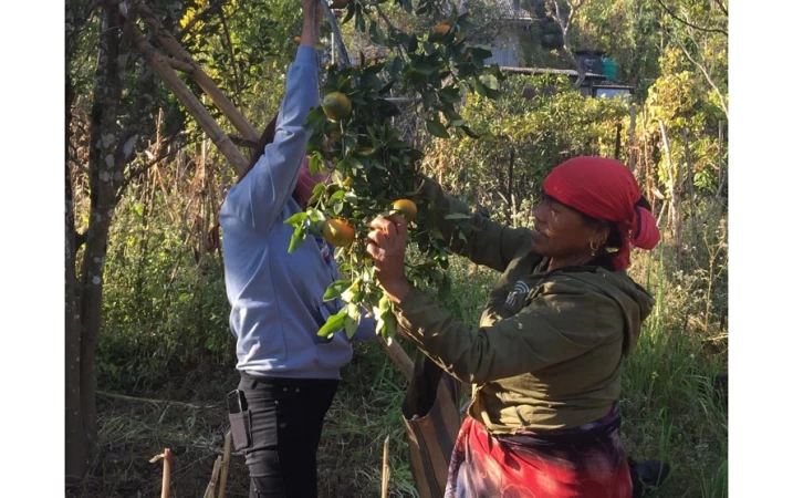 ३० बोट सुन्तलाबाट वार्षीक २ लाखसम्म आमदानी
