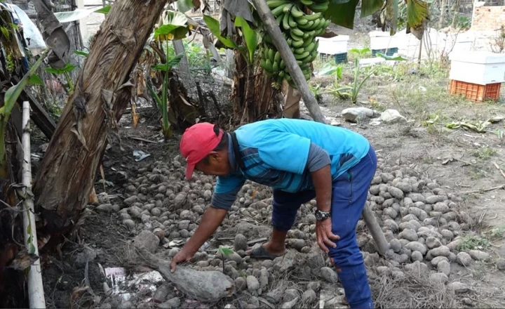 कोशी कटानमा तरुल खेति
